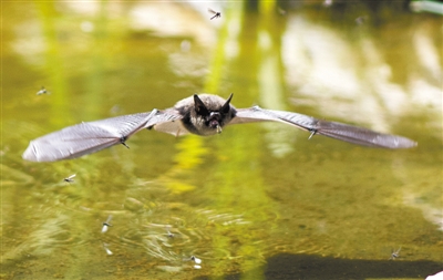 以色列研究发现 蝙蝠借助“认知地图”导航