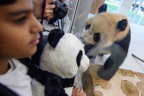 大熊猫“京京”“四海”抵达卡塔尔
