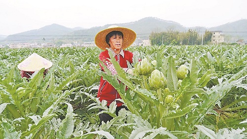韶关秀田村种出了“洋蔬菜” 试种90亩洋蓟陆续成熟，迎来丰收季
