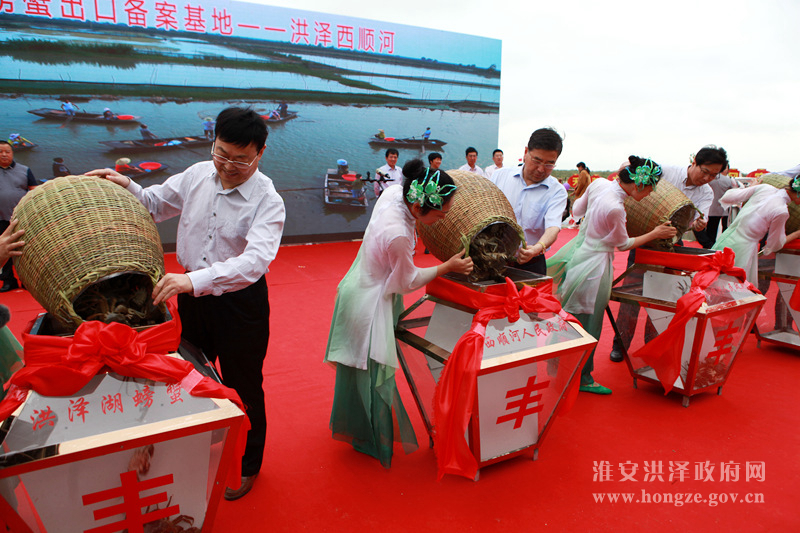 洪泽湖大闸蟹 秋风起兮闯世界