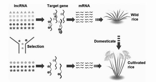 水稻基因组“垃圾DNA”的真相