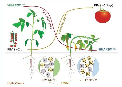 番茄丢失的耐盐基因被找回
