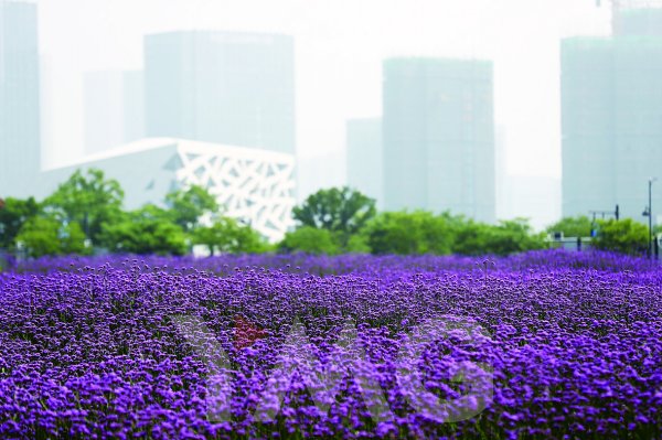 不必远行 在临平即可打卡梦幻紫色花海