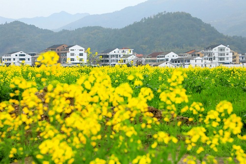 鹿城四千亩油菜花盛开 美得像梦境一样