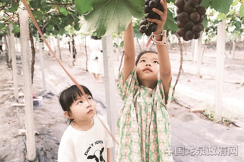 市民正在农业观光园体验采摘葡萄的乐趣