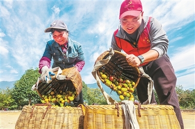 淳安：硕果飘香季 油茶采摘忙