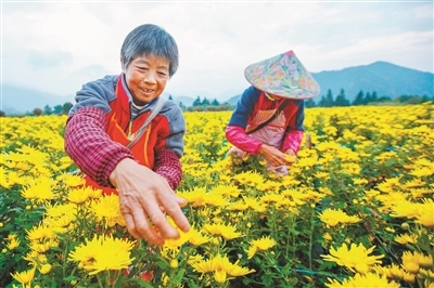 金丝皇菊开出致富花