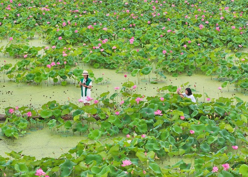 夏荷盛开迎客来