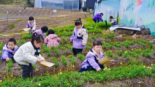 贝母花儿朵朵开 ，小小药农采花忙