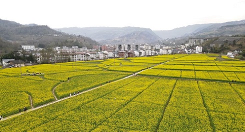 石柱：油菜花开引客来 春风吹暖“花经济”