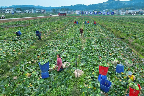 春耕时节迎“春收” 鼓起村民“钱袋子”