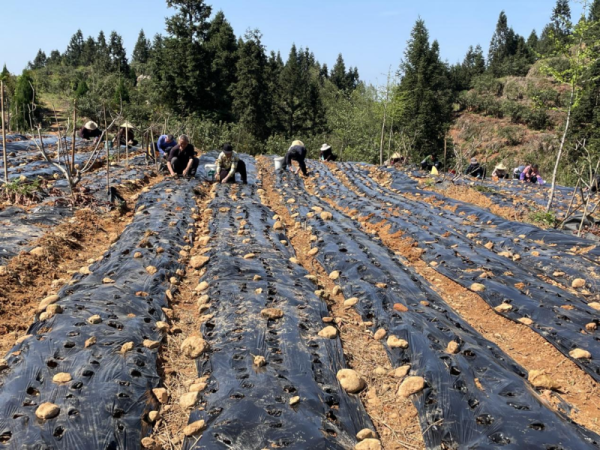 黄山日报：月潭湖镇中药材种植忙