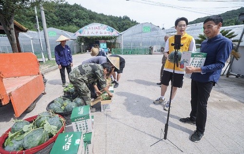 浙江诸暨：山村共富工坊“共富瓜”丰收