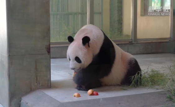 江苏溧阳：高温持续 熊猫“消暑”享清凉